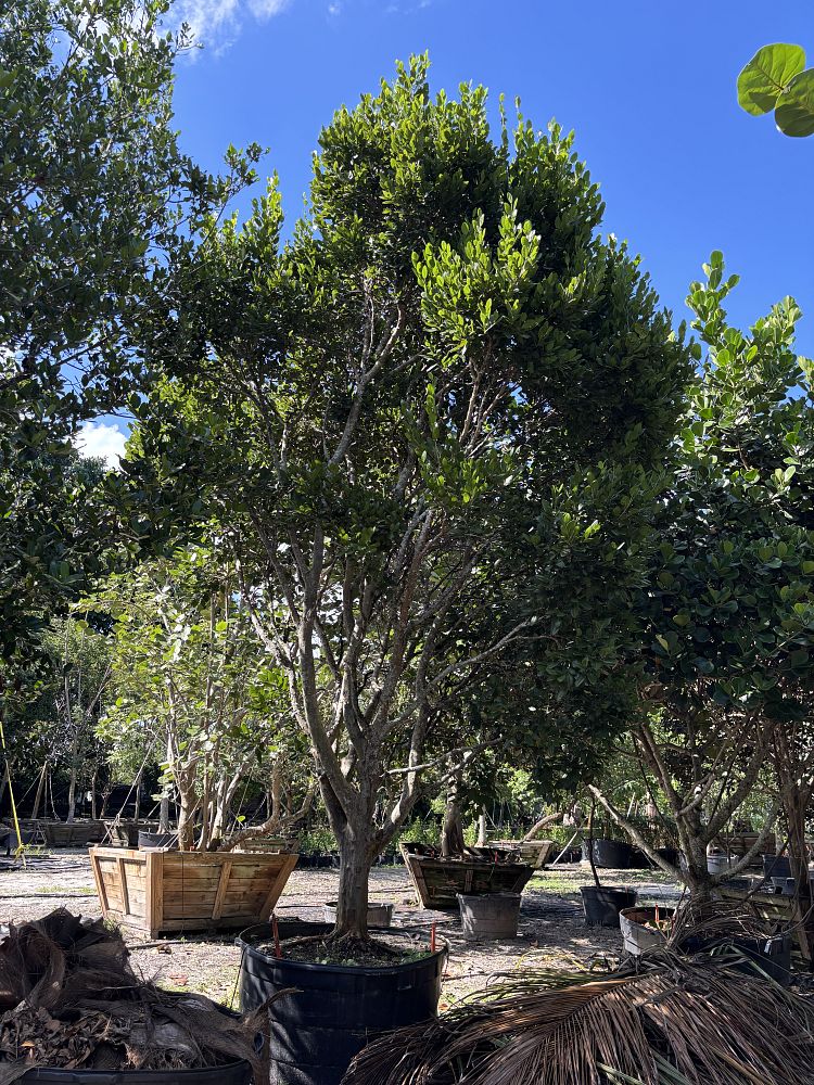 coccoloba-diversifolia-pigeon-plum