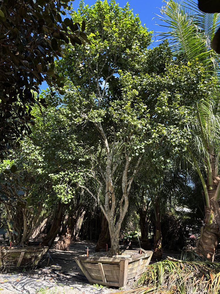 coccoloba-diversifolia-pigeon-plum