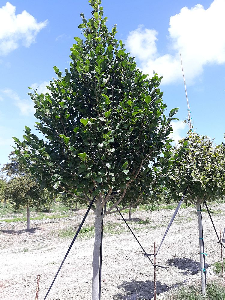 coccoloba-diversifolia-pigeon-plum