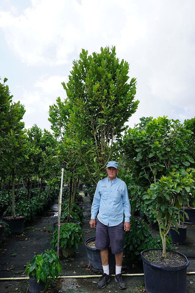 coccoloba-diversifolia-pigeon-plum