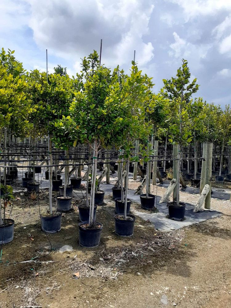 coccoloba-diversifolia-pigeon-plum