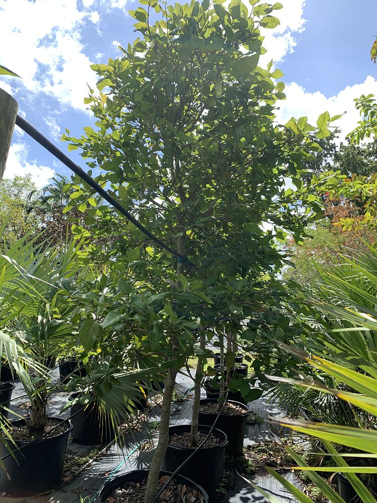 coccoloba-diversifolia-pigeon-plum