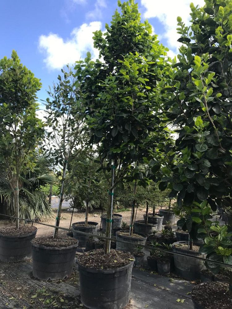 coccoloba-diversifolia-pigeon-plum