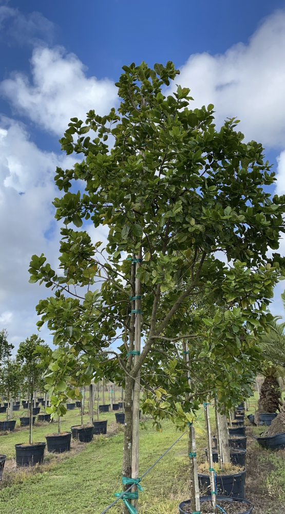 coccoloba-diversifolia-pigeon-plum