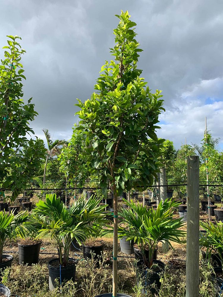 coccoloba-diversifolia-pigeon-plum