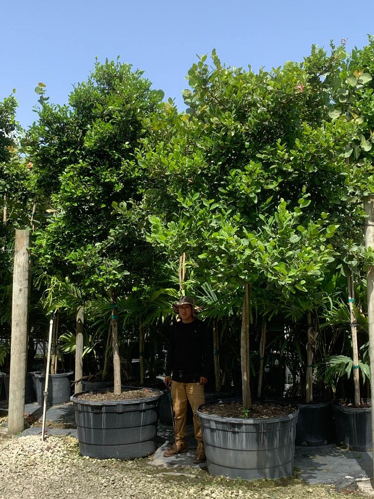coccoloba-diversifolia-pigeon-plum