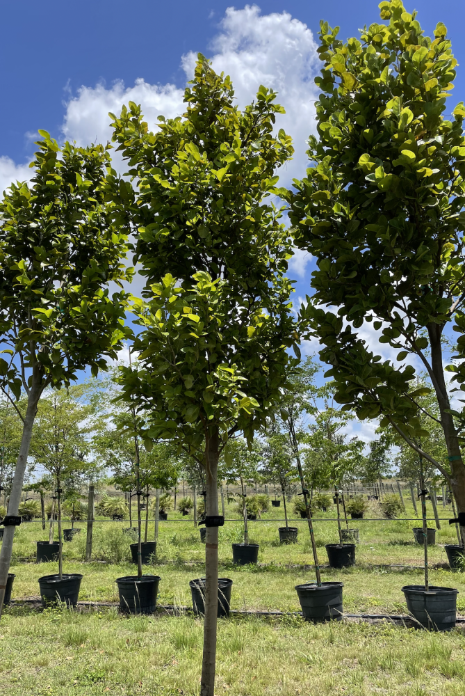 coccoloba-diversifolia-pigeon-plum