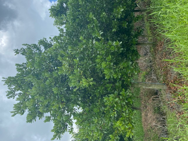 coccoloba-diversifolia-pigeon-plum
