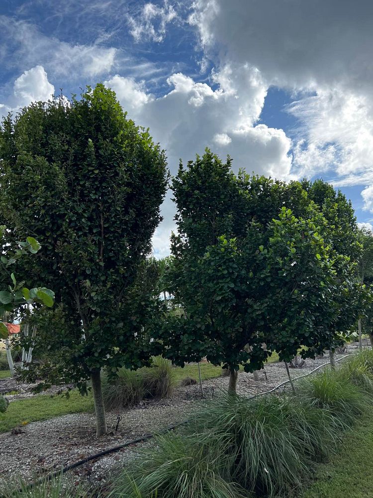 coccoloba-diversifolia-pigeon-plum
