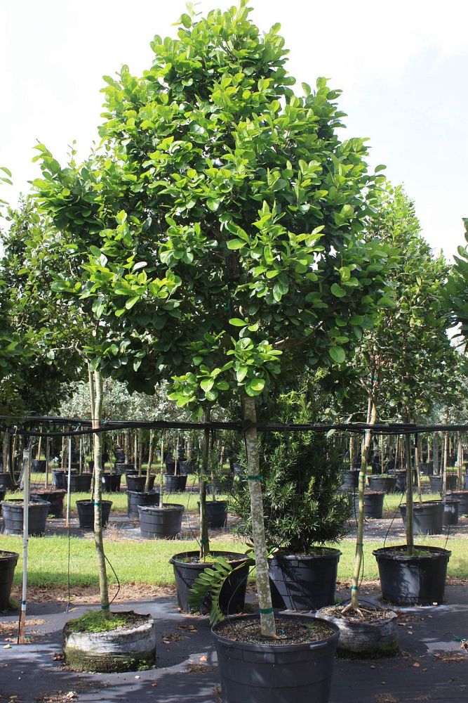 coccoloba-diversifolia-pigeon-plum
