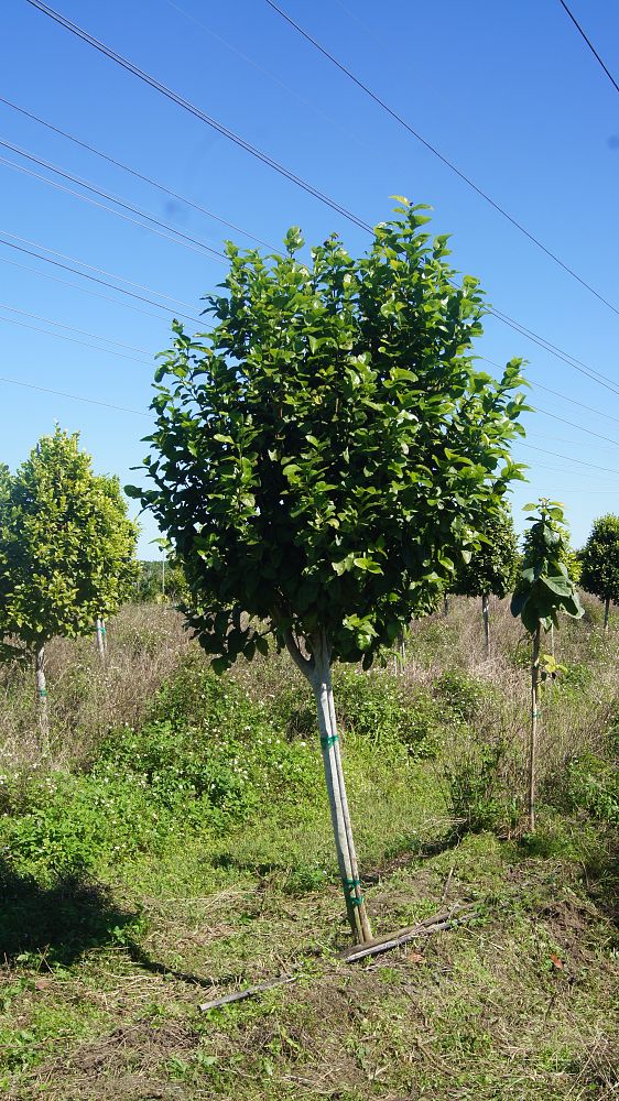 coccoloba-diversifolia-pigeon-plum