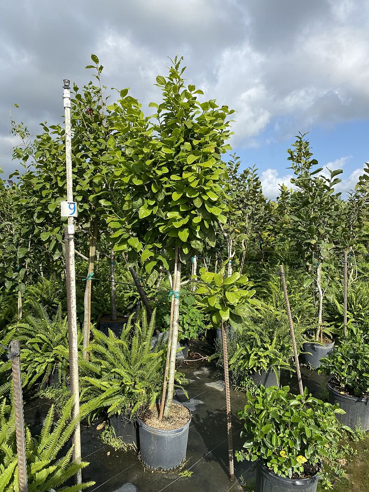 coccoloba-diversifolia-pigeon-plum
