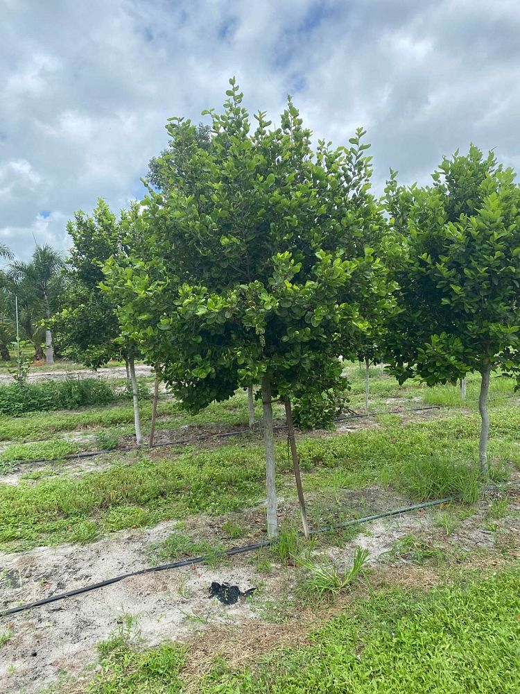 coccoloba-diversifolia-pigeon-plum