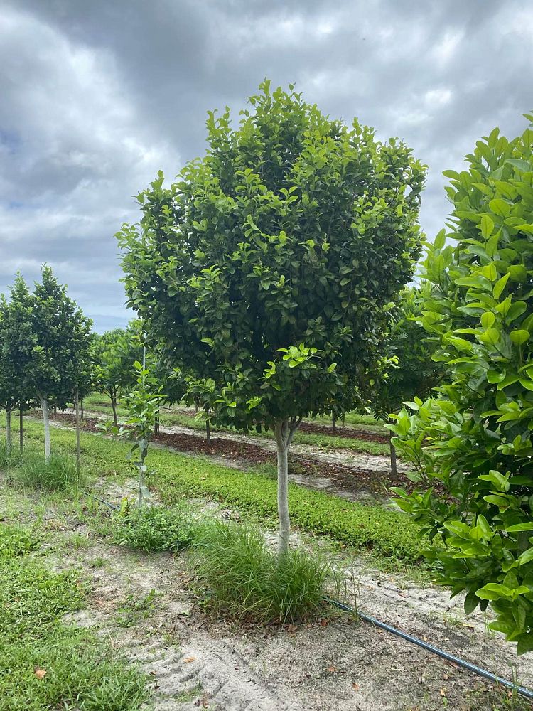 coccoloba-diversifolia-pigeon-plum