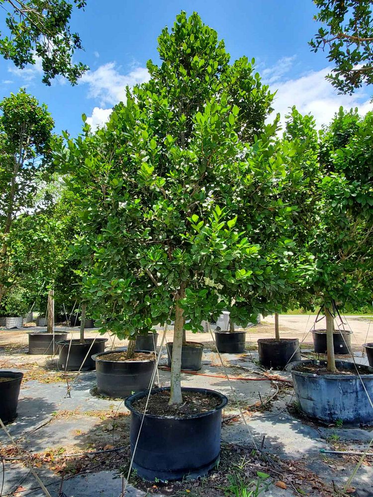 coccoloba-diversifolia-pigeon-plum