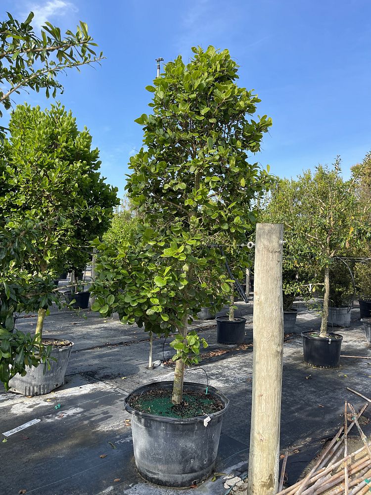 coccoloba-diversifolia-pigeon-plum
