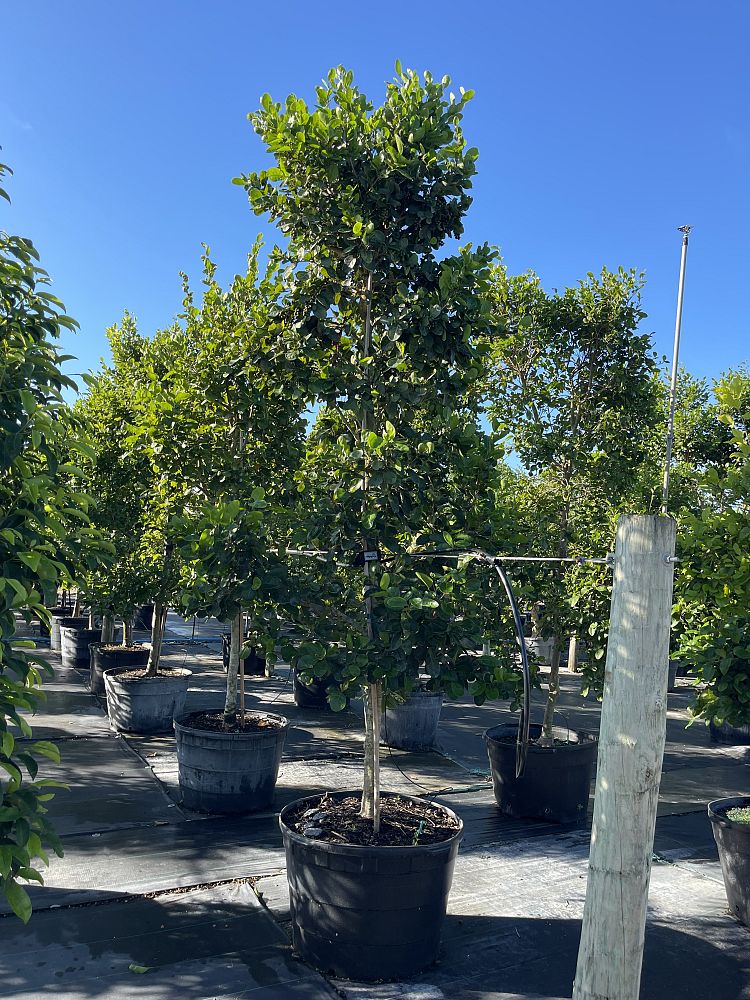 coccoloba-diversifolia-pigeon-plum