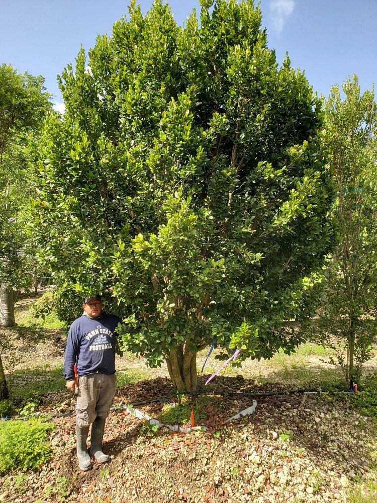 coccoloba-diversifolia-pigeon-plum