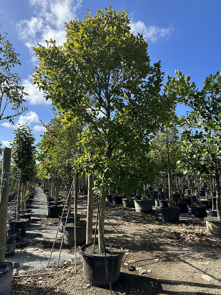 coccoloba-diversifolia-pigeon-plum