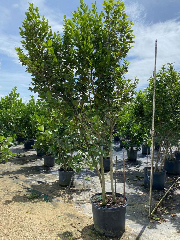 coccoloba-diversifolia-pigeon-plum
