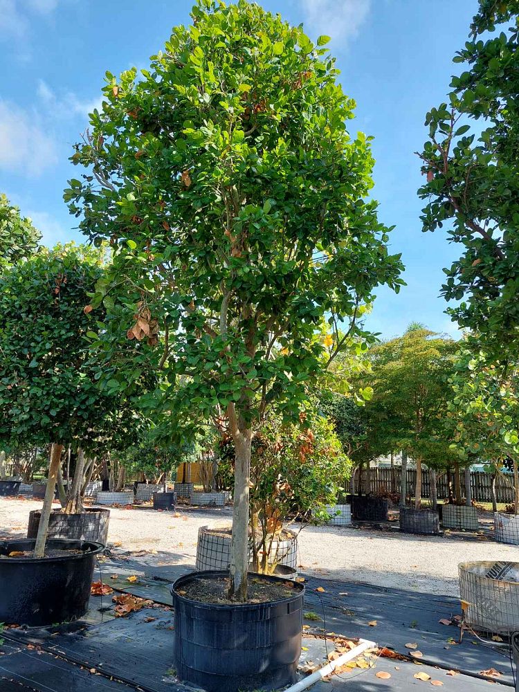 coccoloba-diversifolia-pigeon-plum