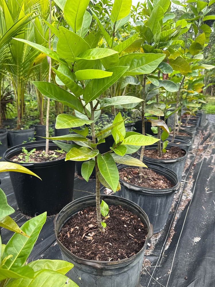 coccoloba-diversifolia-pigeon-plum