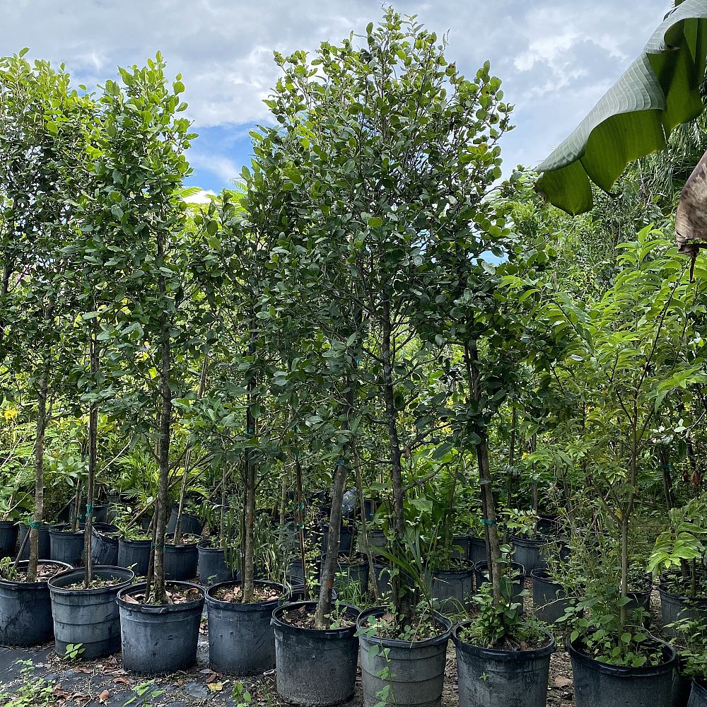 coccoloba-diversifolia-pigeon-plum