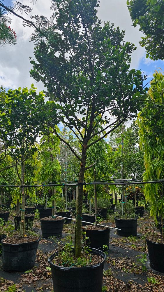 coccoloba-diversifolia-pigeon-plum
