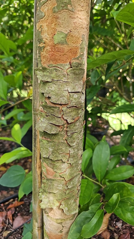 coccoloba-diversifolia-pigeon-plum