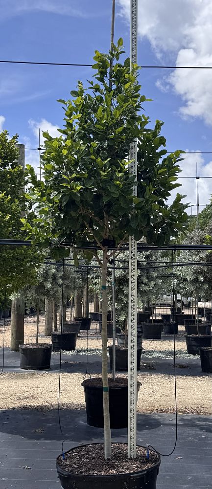 coccoloba-diversifolia-pigeon-plum