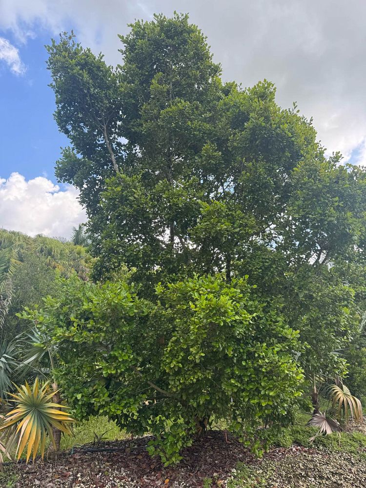 coccoloba-diversifolia-pigeon-plum