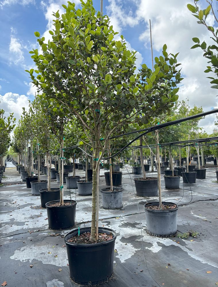 coccoloba-diversifolia-pigeon-plum