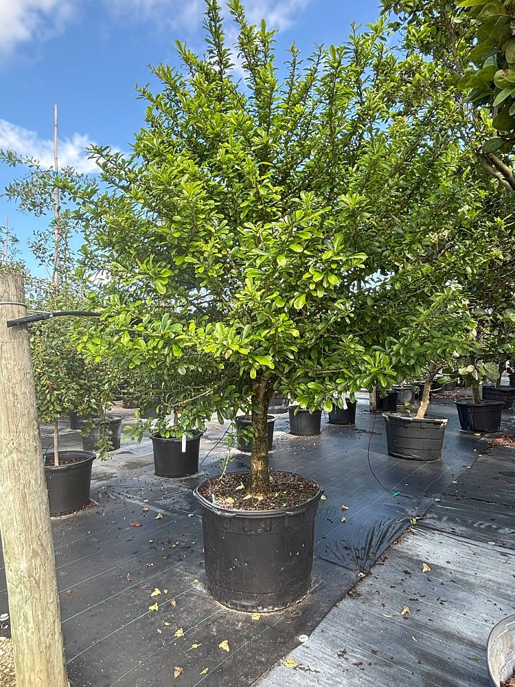 coccoloba-diversifolia-pigeon-plum
