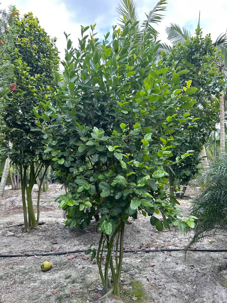 coccoloba-diversifolia-pigeon-plum