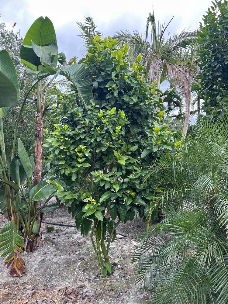 coccoloba-diversifolia-pigeon-plum