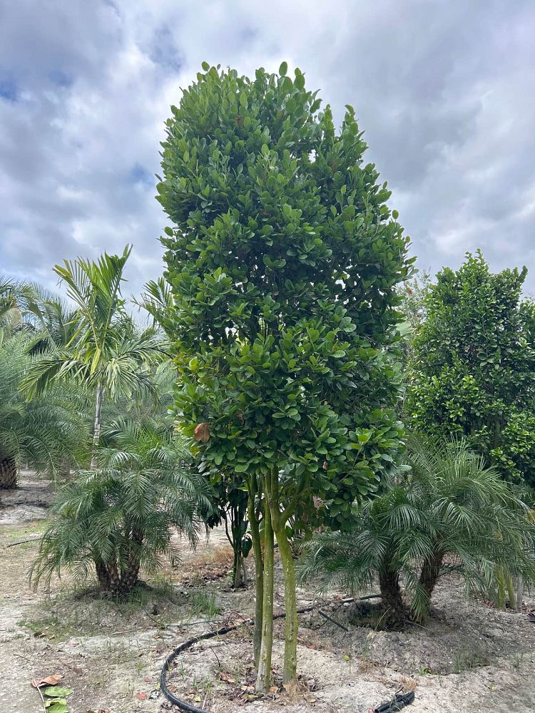 coccoloba-diversifolia-pigeon-plum