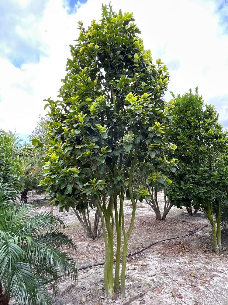 coccoloba-diversifolia-pigeon-plum