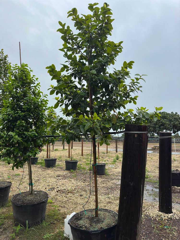 coccoloba-diversifolia-pigeon-plum