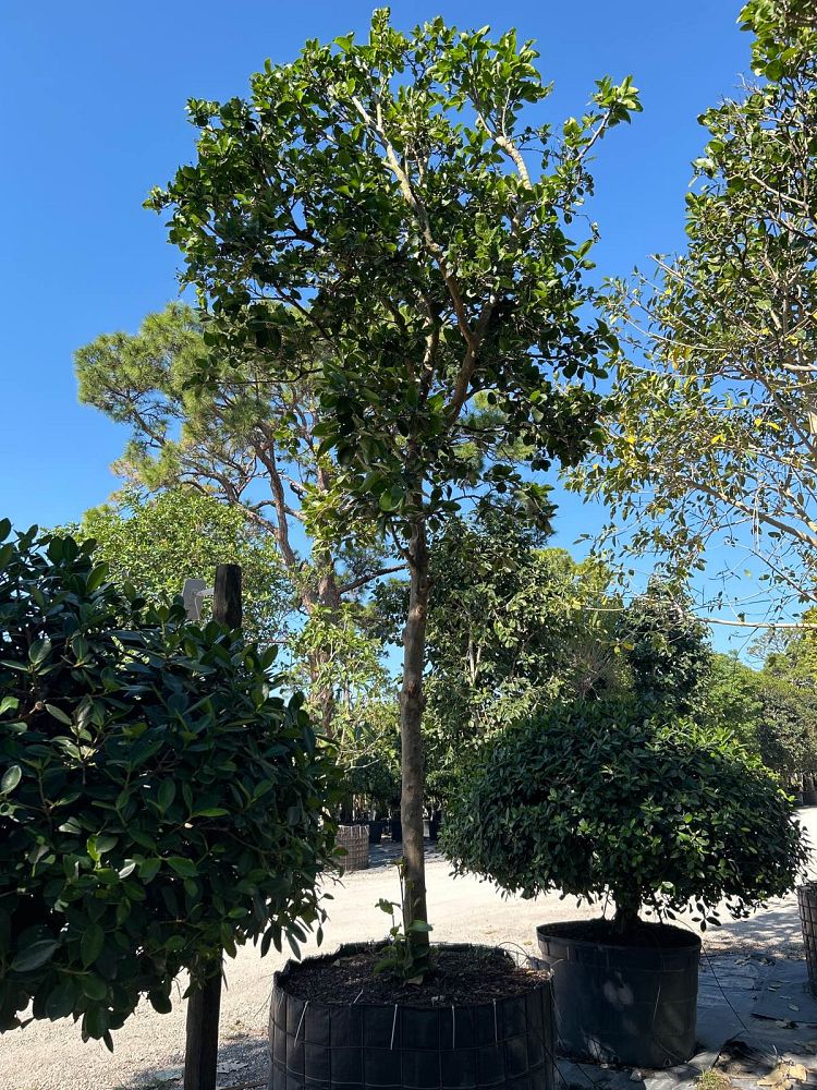 coccoloba-diversifolia-pigeon-plum