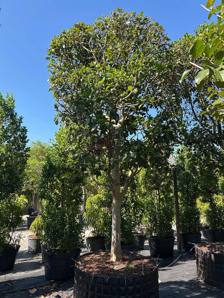 coccoloba-diversifolia-pigeon-plum
