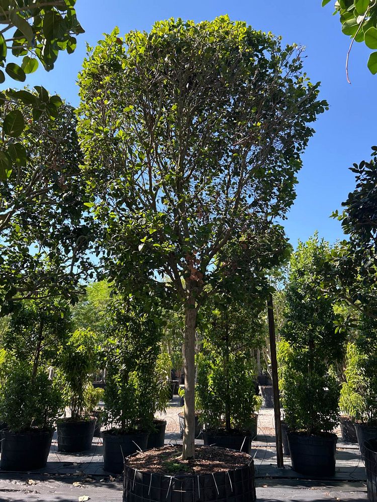 coccoloba-diversifolia-pigeon-plum