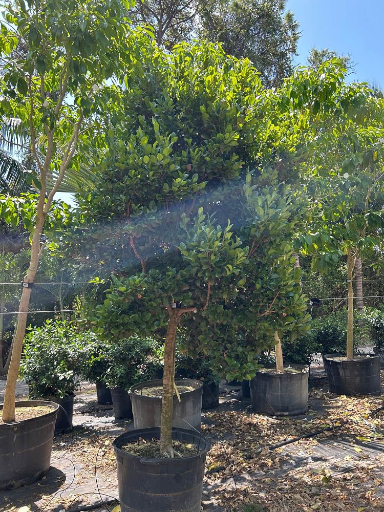coccoloba-diversifolia-pigeon-plum