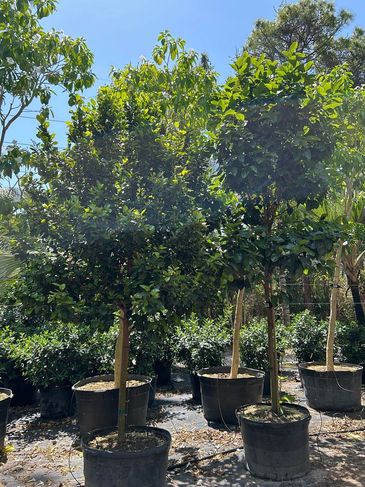 coccoloba-diversifolia-pigeon-plum