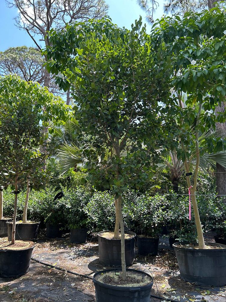 coccoloba-diversifolia-pigeon-plum