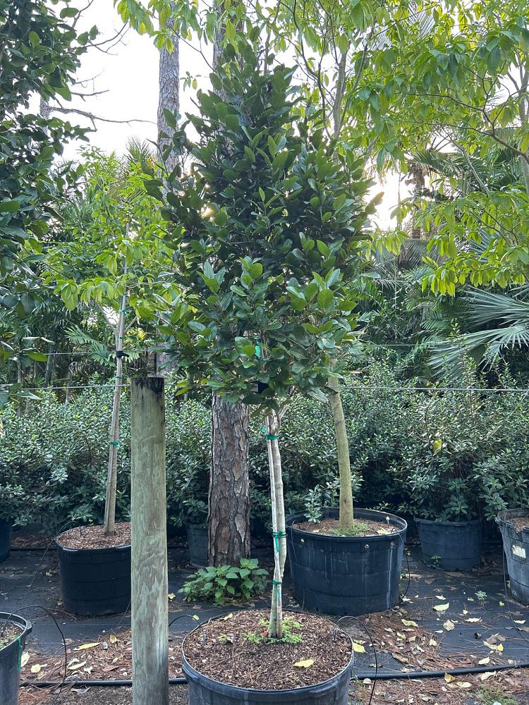 coccoloba-diversifolia-pigeon-plum