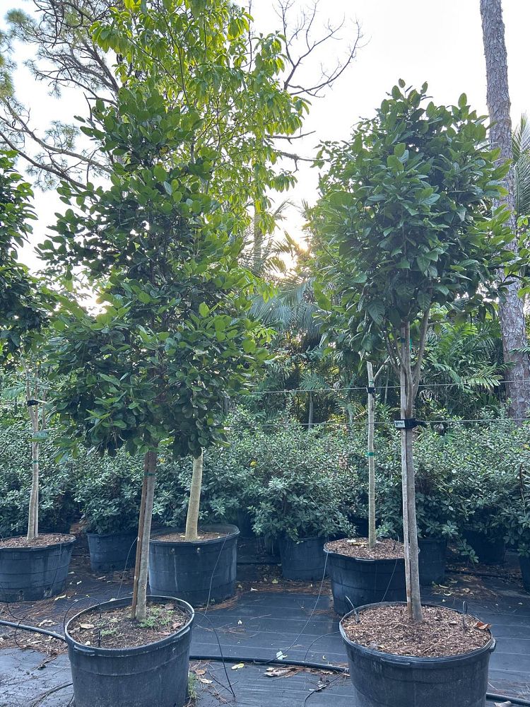 coccoloba-diversifolia-pigeon-plum