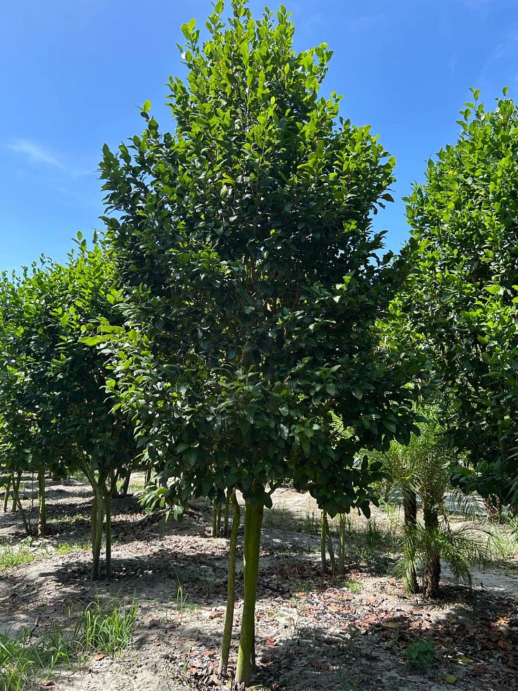 coccoloba-diversifolia-pigeon-plum