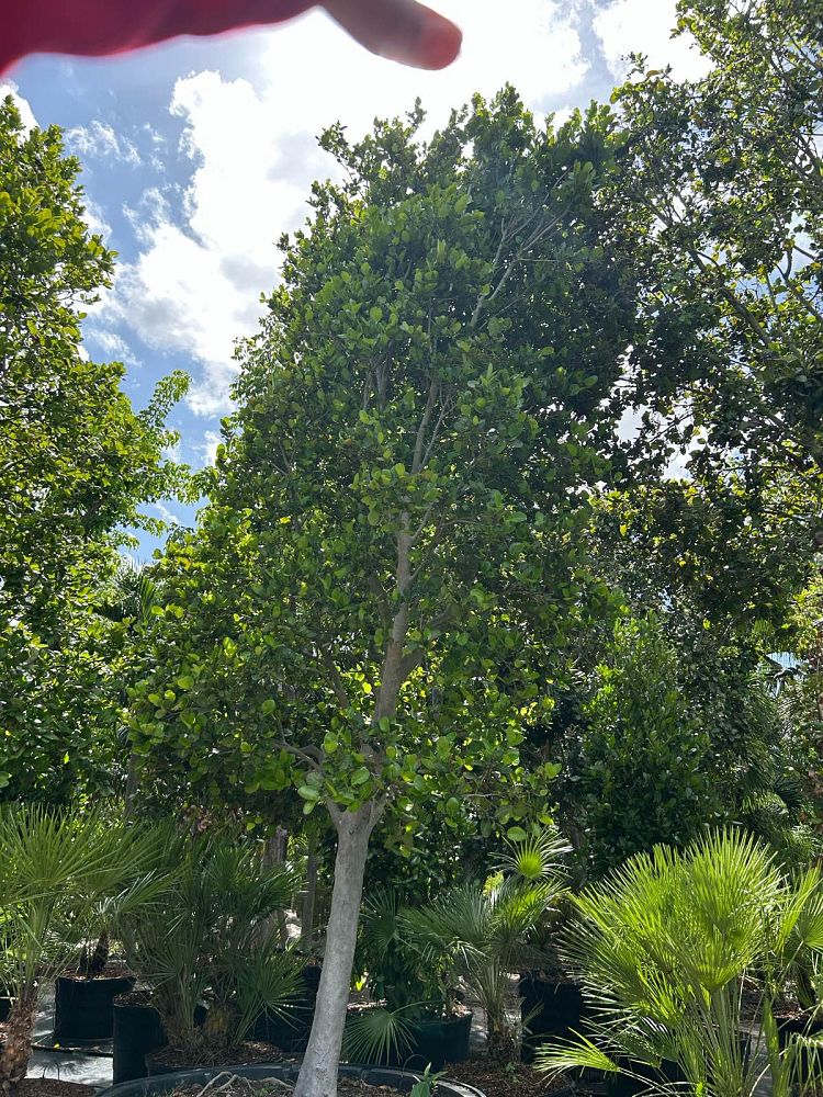 coccoloba-diversifolia-pigeon-plum
