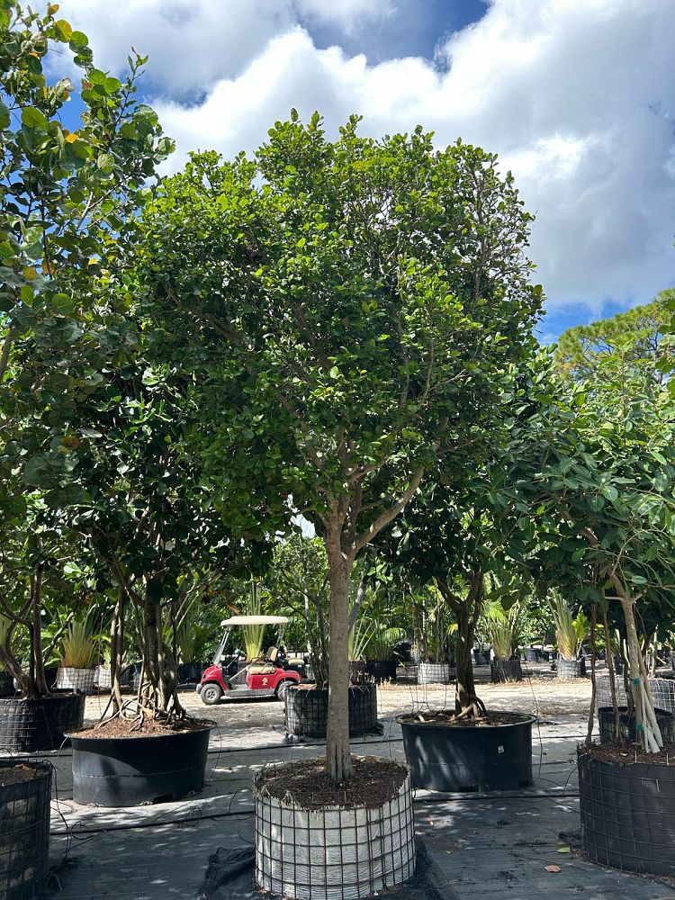 coccoloba-diversifolia-pigeon-plum
