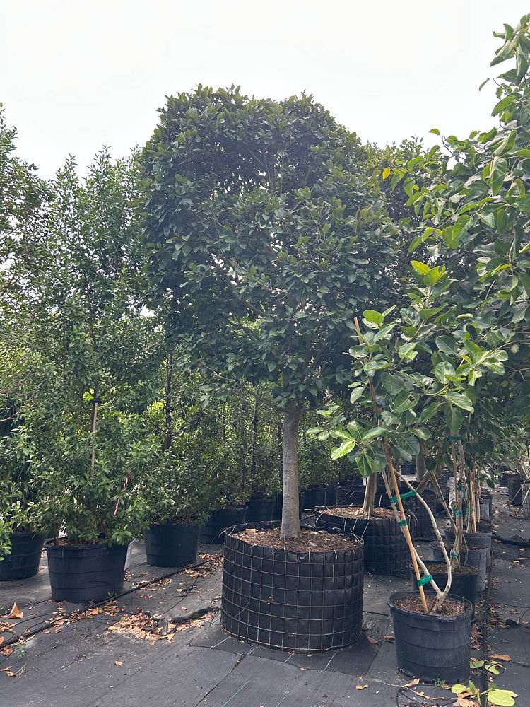 coccoloba-diversifolia-pigeon-plum